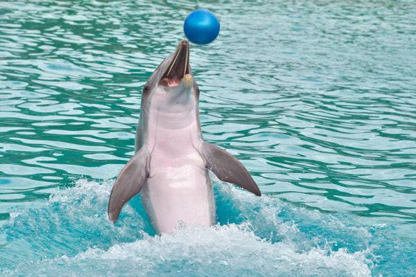  dolphinarium uae