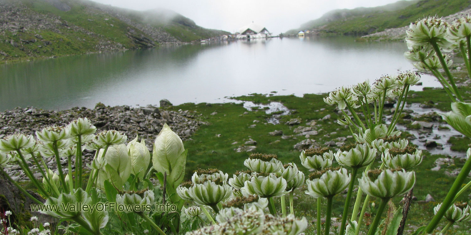  Best Time to Visit Valley of Flowers - Blue Poppy Holidays