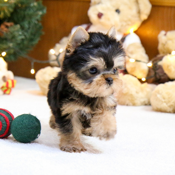  Teacup Maltese and Yorkie Puppies