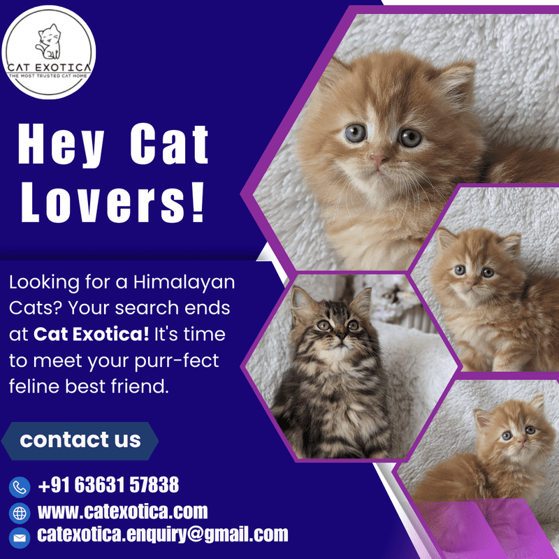  Himalayan Cats for Sale | Buy Himalayan Cat in Bangalore