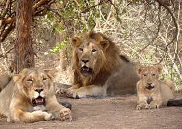  Make Travel Plans Using Gir National Park Safari Booking