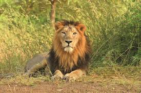  Discover the  Majestic Asiatic Lions at Gir National Park Safari Booking"