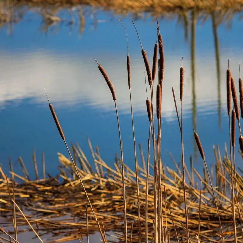  5 pack x 30000 seeds Cattail Seeds