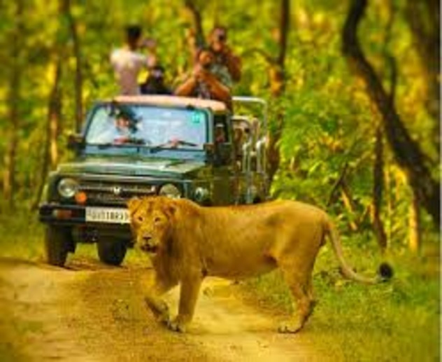  Effortless Gir National Park Safari Booking Online for Wildlife