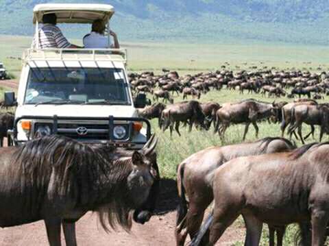  Wildebeest Migration Kenya Tanzania Safari Tour