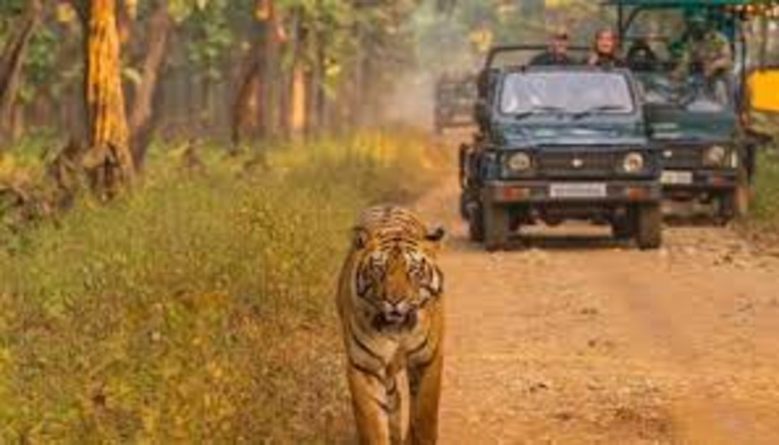  Devalia Safari Park Booking Experience the Thrill of the Wild