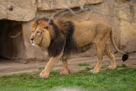  Devalia Safari Park Booking Enjoy an Exclusive Lion Experience