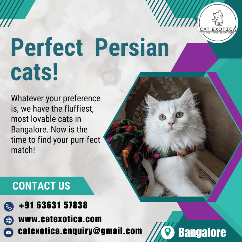  Best Persian Cat in Bangalore | Cat in Bangalore