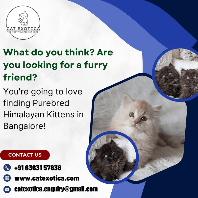  Best Cat in Bangalore | Himalayan Cats for Sale