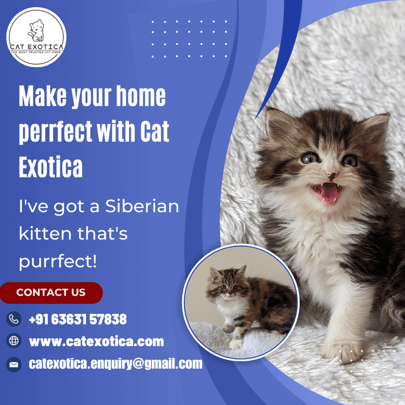  Cats in Bangalore | Siberian Kitten in Bangalore