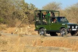  Get Devaliya Park Safari Booking for Wonderful Experience