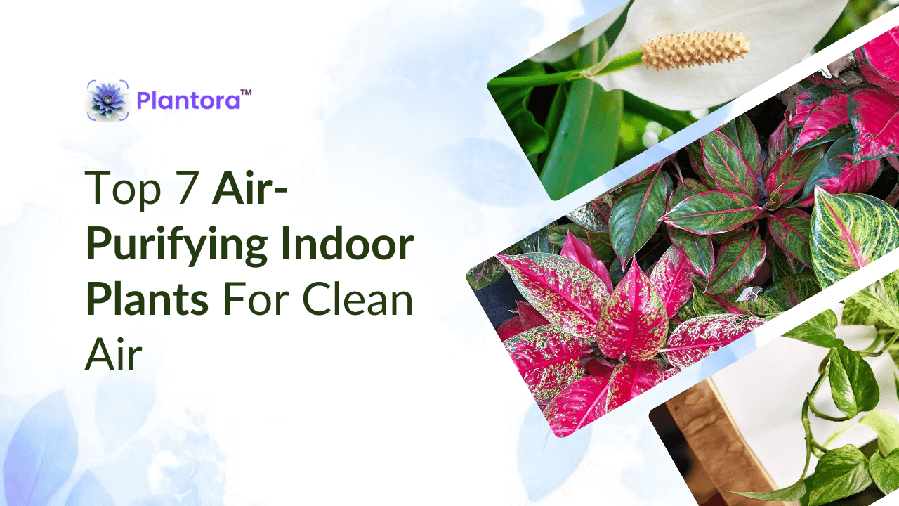  Top Air-Purifying Indoor Plants for Clean Air.