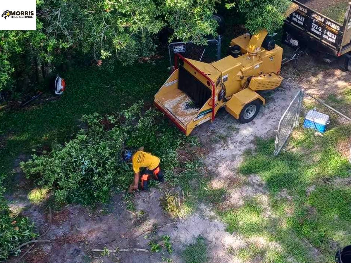  Get The Best Tree Service in Pinellas County, FL