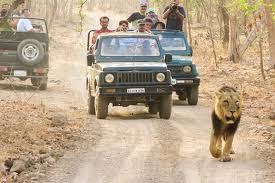  Plan Gir National Park Safari Booking for Incredible Nature