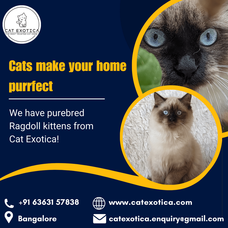  Best Ragdoll Cat in Bangalore | Ragdoll Cat for Sale in Bangalore