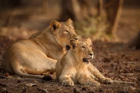  Reserve Gir Safari Online Booking for a Wildlife Adventure