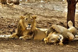  Plan Gir National Park Safari Booking Online to Secure your Spot