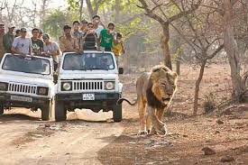  Reserve Gir National Park Safari Booking for Memorable Adventure