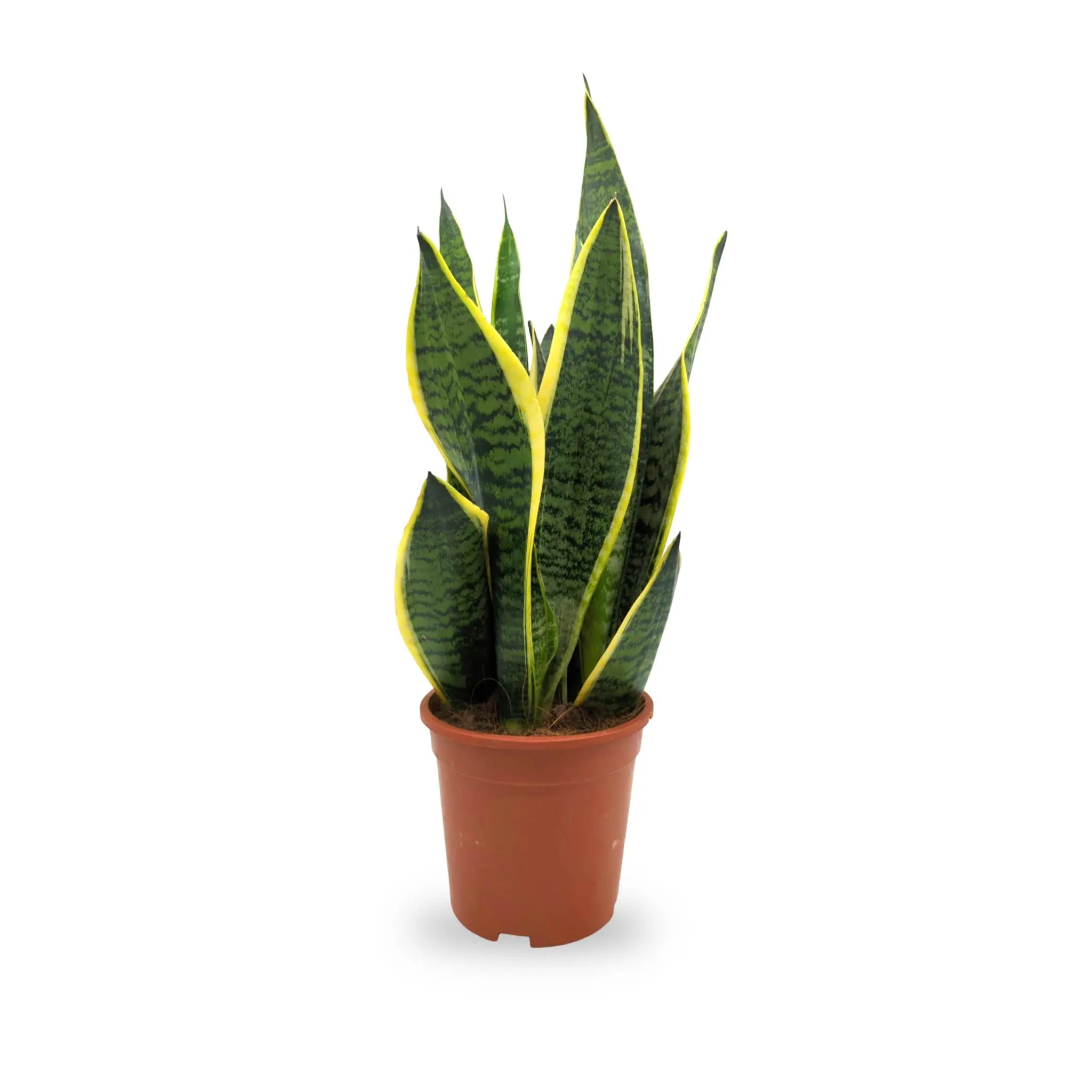  Snake Plant The Ultimate Indoor Greenery Addition