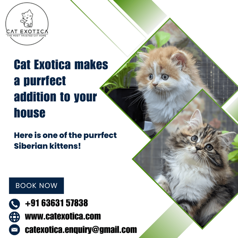  Siberian Kitten in Bangalore | Best Siberian Cat in Bangalore