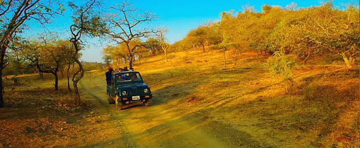  Explore Gir Jungle Safari Booking Online for this Experience