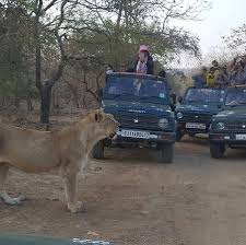  Reserve Gir Jeep Safari Booking for Wildlife Destinations