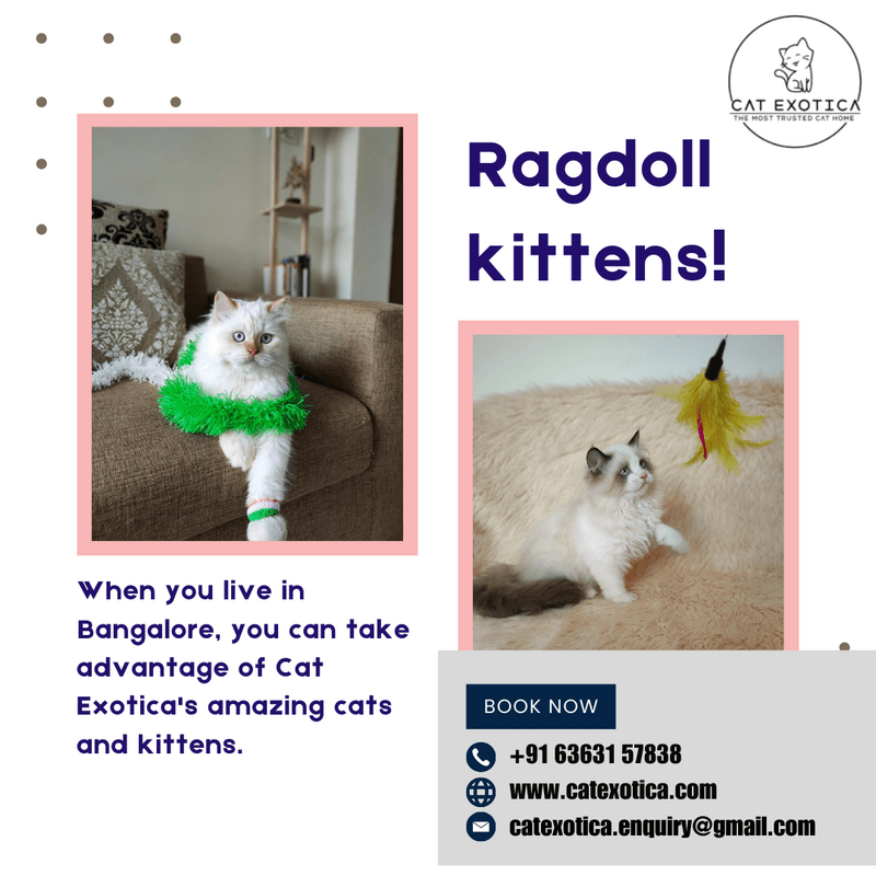  Cats in Bangalore | Ragdoll Cat for Sale in Bangalore