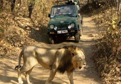  Plan Gir National Park Safari Booking for Exploration