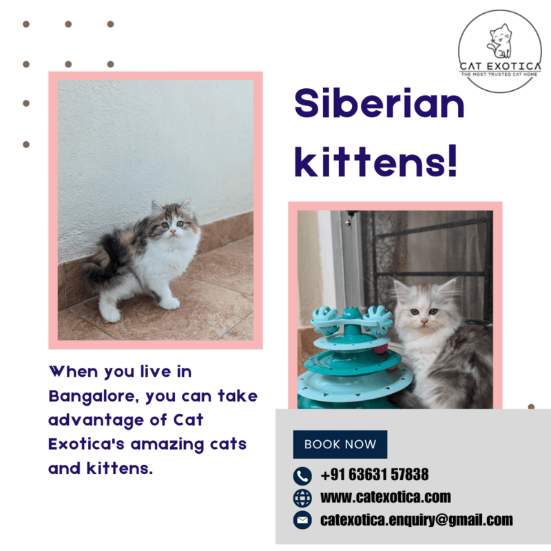  Cat in Bangalore | Best Siberian Cat in Bangalore