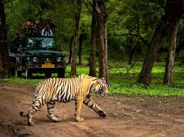  Reserve Devalia Safari Booking Online for Eco-Tour