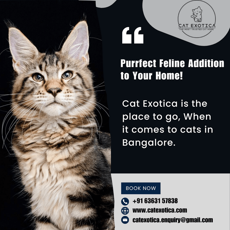  Best kitten breeders in Bangalore | Purebred Kittens in Bangalore