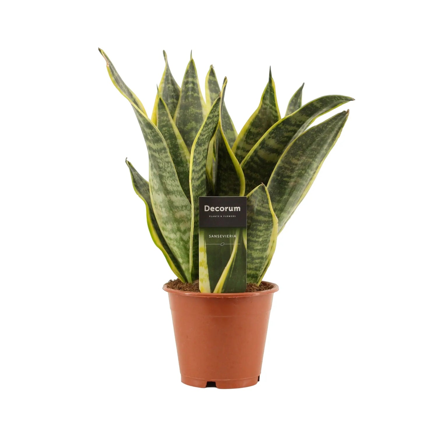  Top Selling Mother-in-Law Tongue Plant