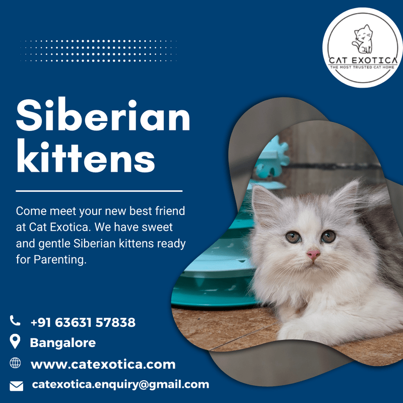  Kittens in Bangalore | Siberian Kittens for Sale in Bangalore