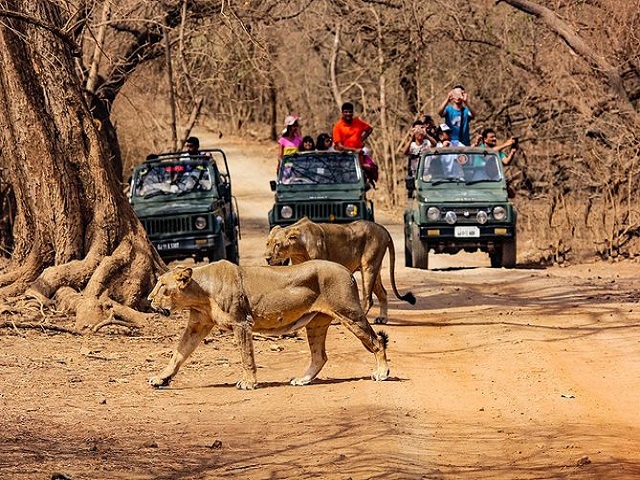  Secure  Gir National Park Safari Booking Online for Vast Experience