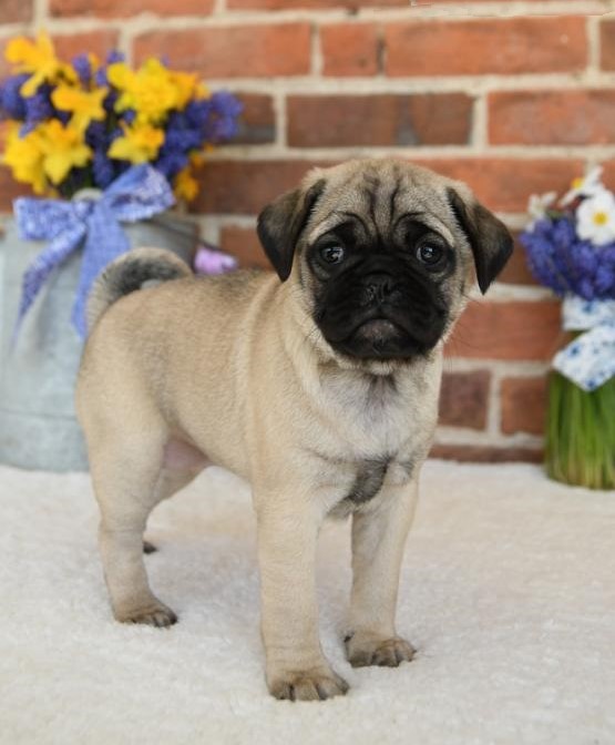  Healthy Pug Puppies for Sale