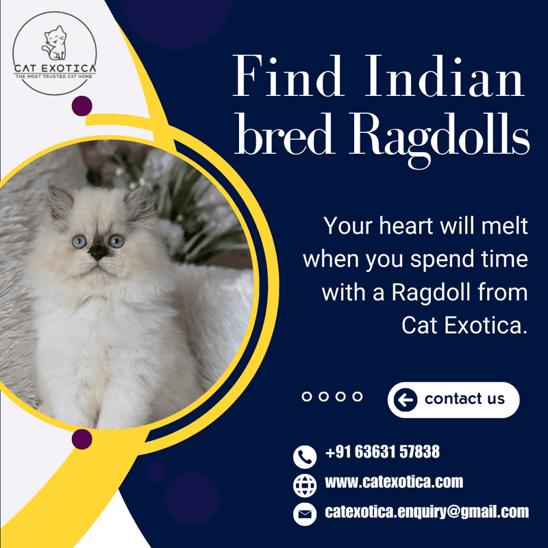  Cats in Bangalore | Best Ragdoll Cat in Bangalore