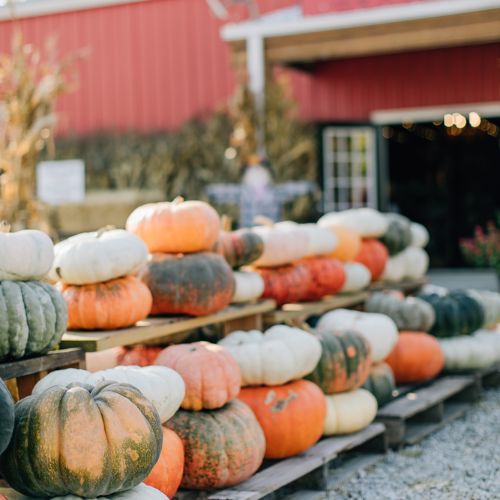  For Entertaining and Exciting Family Activities, Visit Faulkner's Ranch Pumpkin Farm