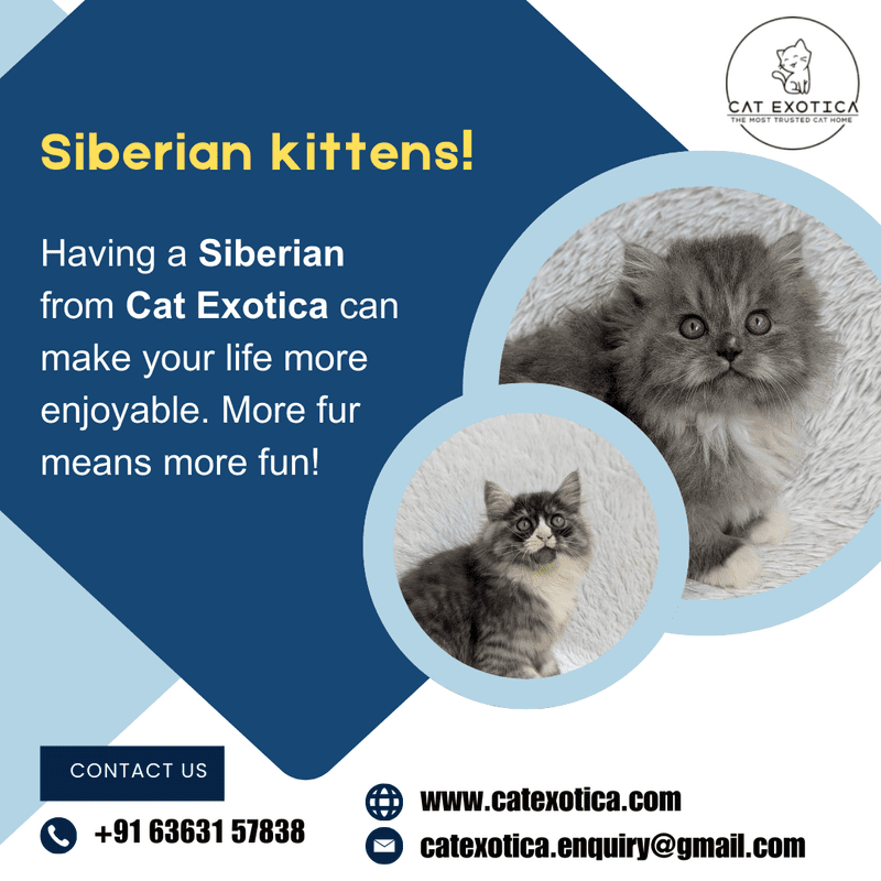  Kittens for Sale in Bangalore | Siberian Kitten in Bangalore