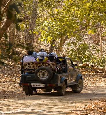  Get Gir National Park Jeep Safari Booking for Unforgettable Experience