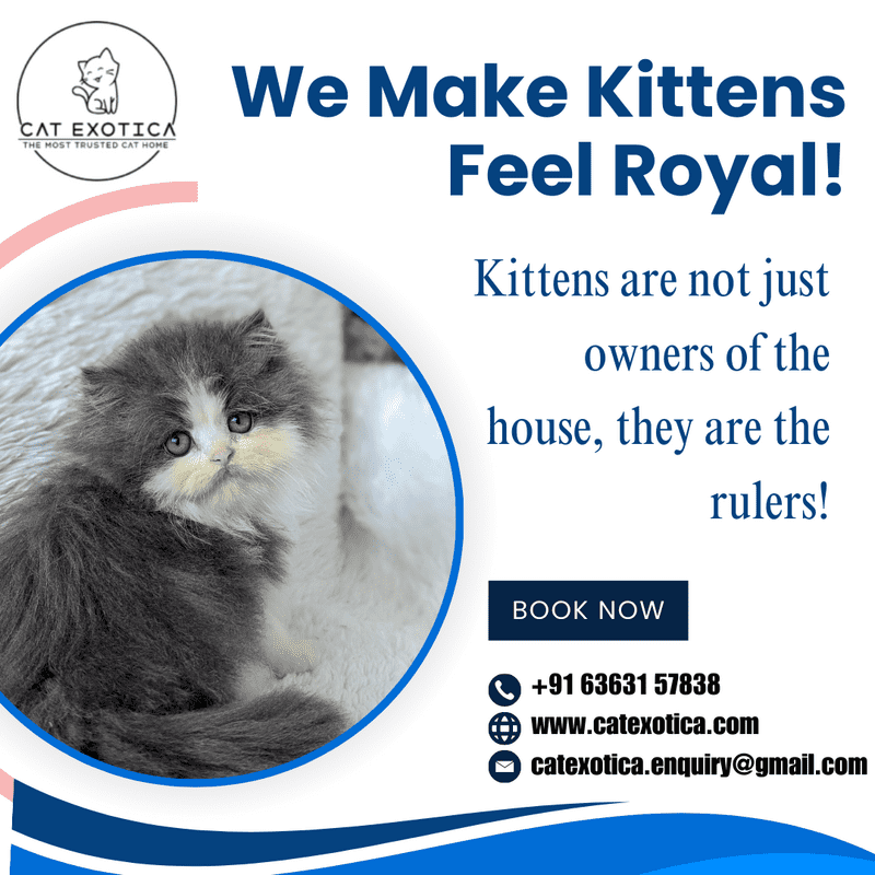  Best Kittens in Bangalore | Buy Cats for Sale Online in Bangalore