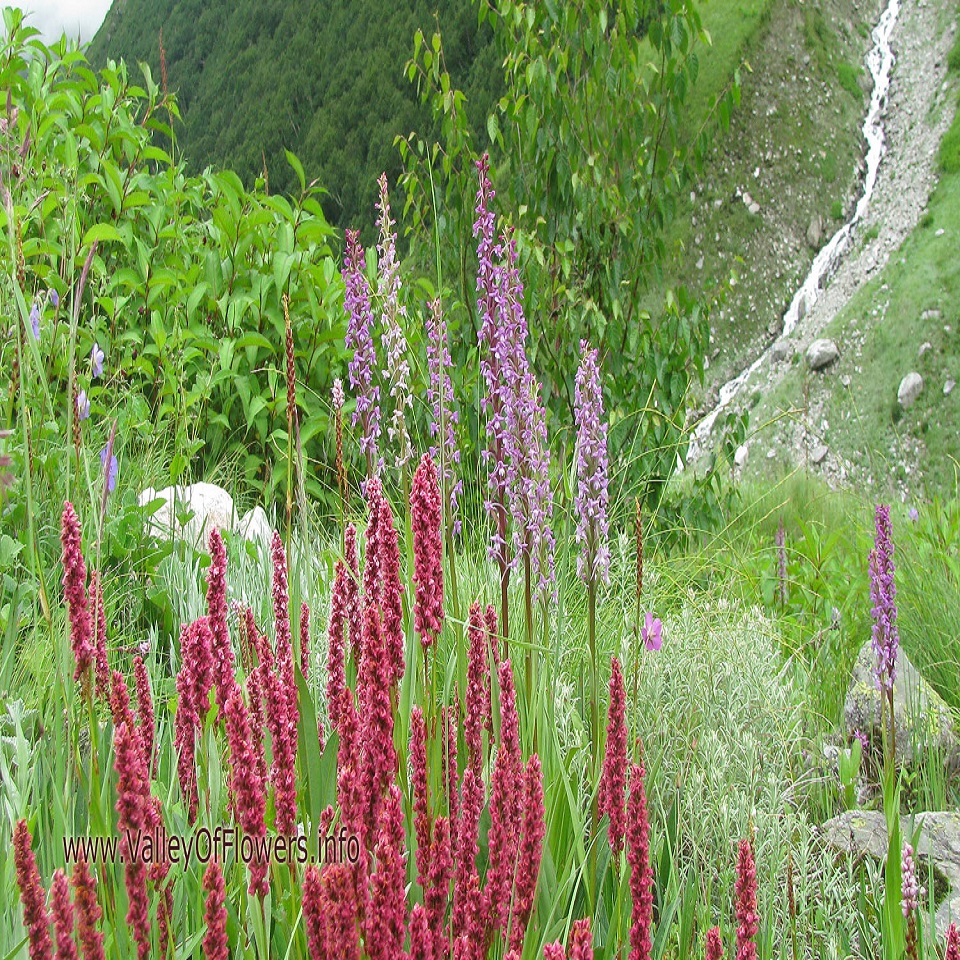  Valley of Flowers