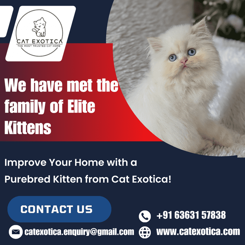  Best Cat in Bangalore | Famous Purebred Kittens for Sale