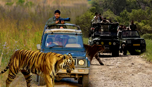  Preserve Gir Jeep Safari Booking for Various Trips