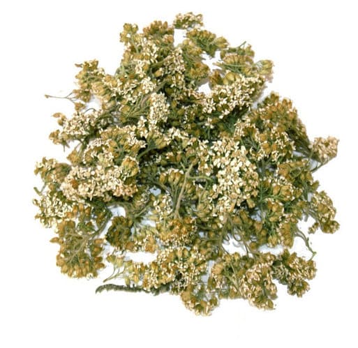  Prodej Řebříček Obecný Bylina (Yarrow Common Herb) ve velkém od výrobce za nejlepší ceny