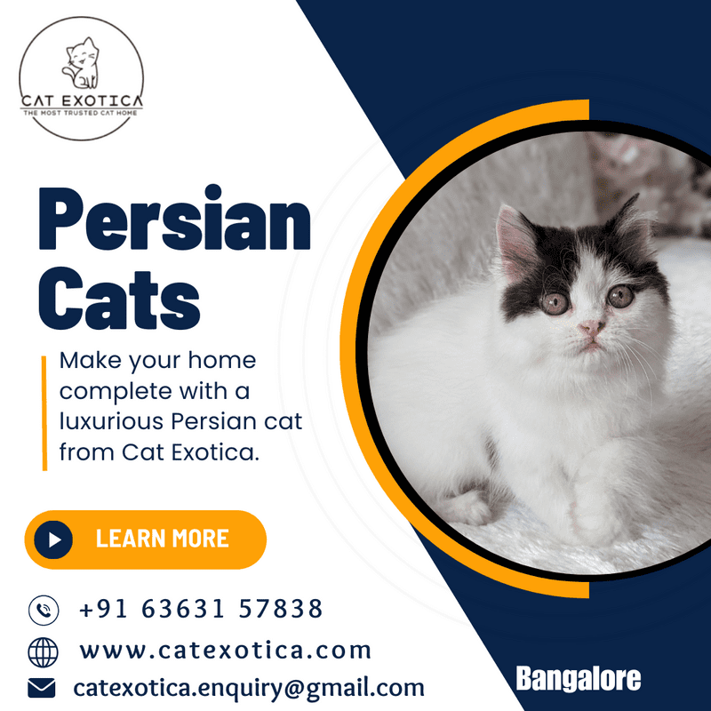  Cat Exotica | Persian Cat in Bangalore