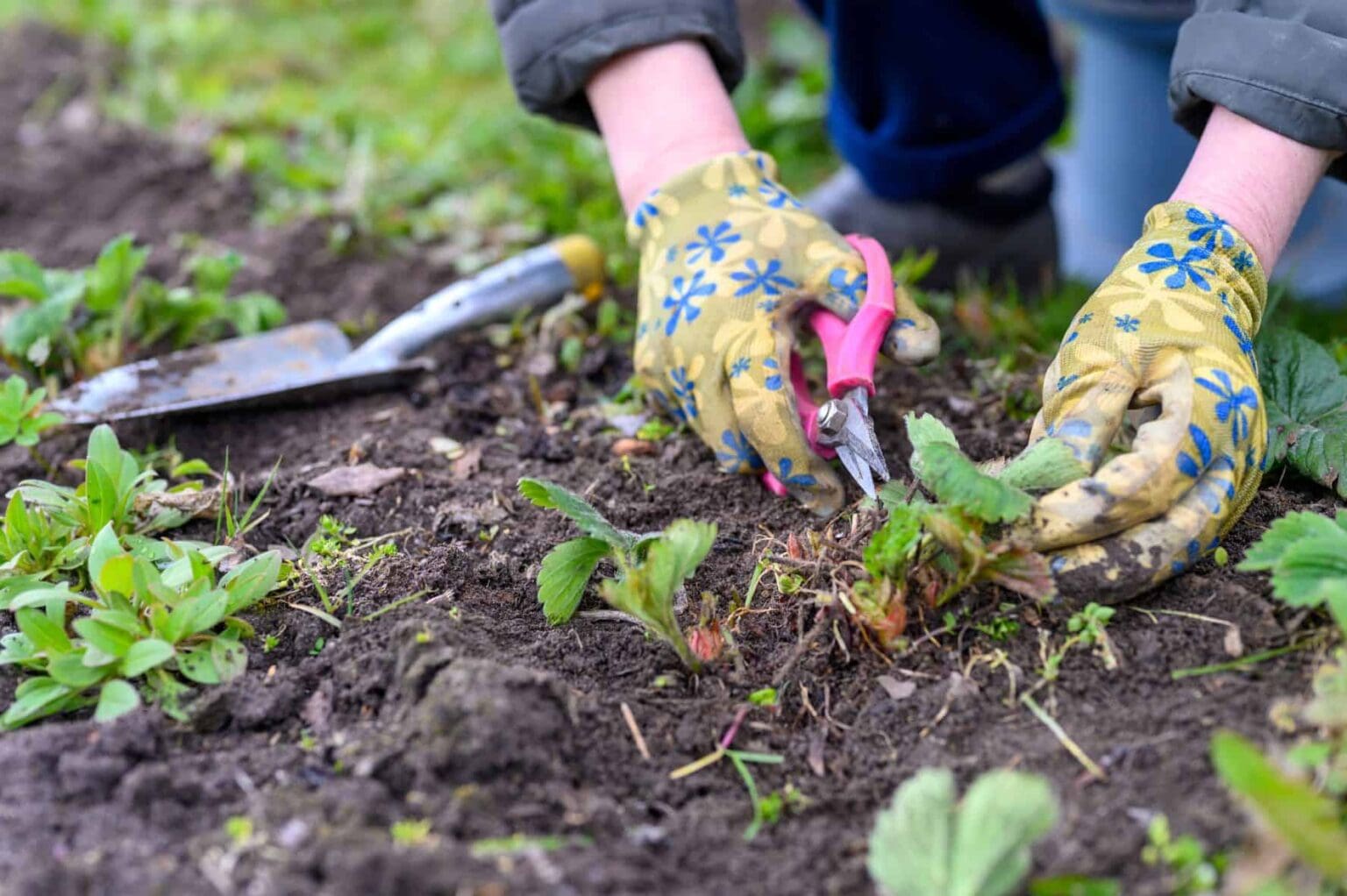  Reliable Garden Maintenance Service in Camira – Transform Your Garden with Bamboo Mowing