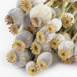  buy dried poppy pods online