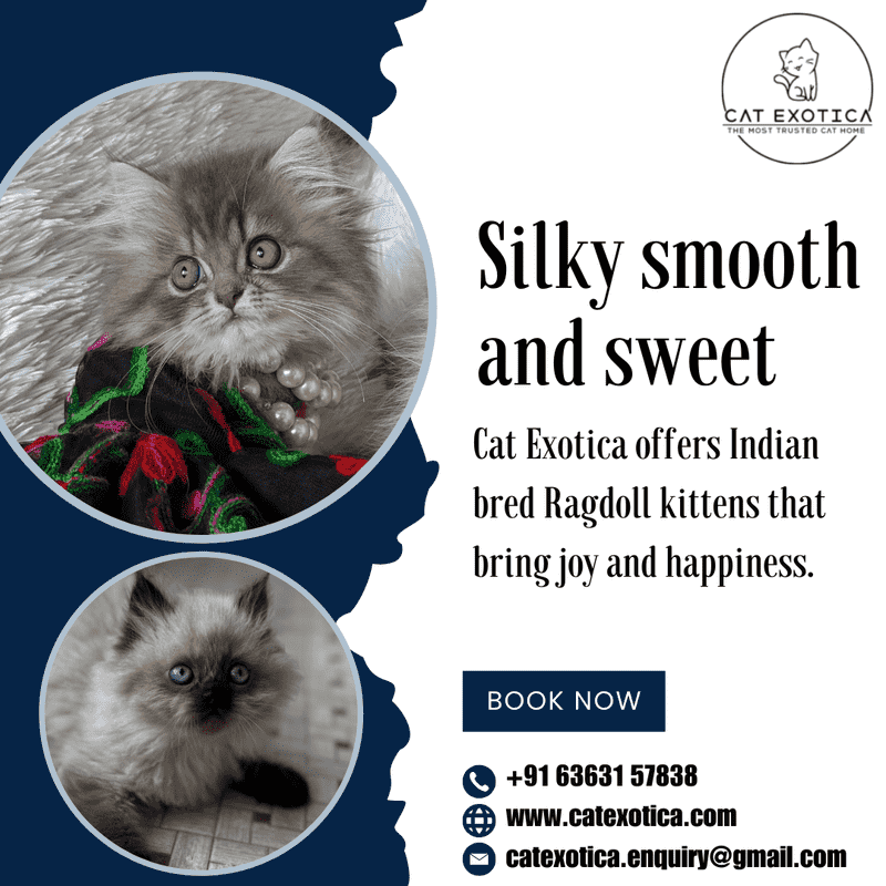  Best Cat in Bangalore | Ragdoll Cat for Sale in Bangalore