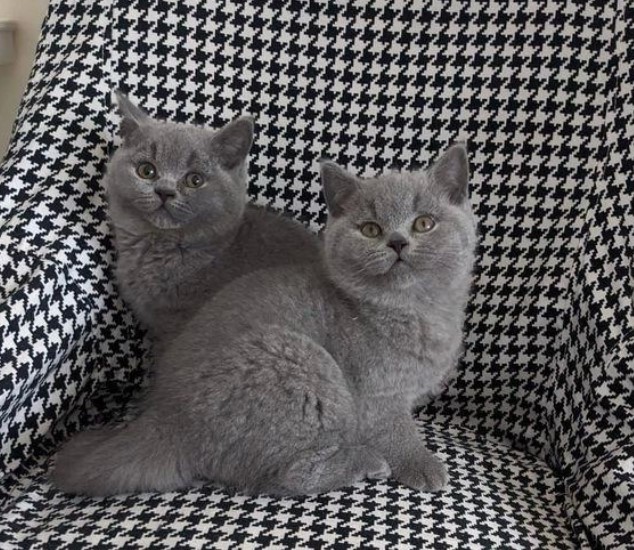  Gorgeous British short hair Kittens Available Now!