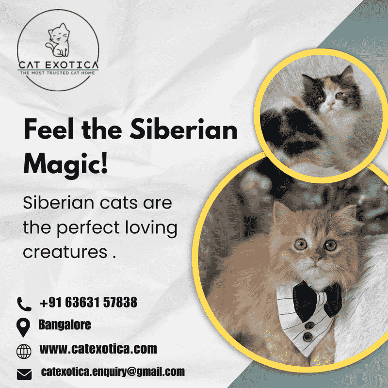  Siberian Kitten in Bangalore | Siberian Cat for Sale in Bangalore